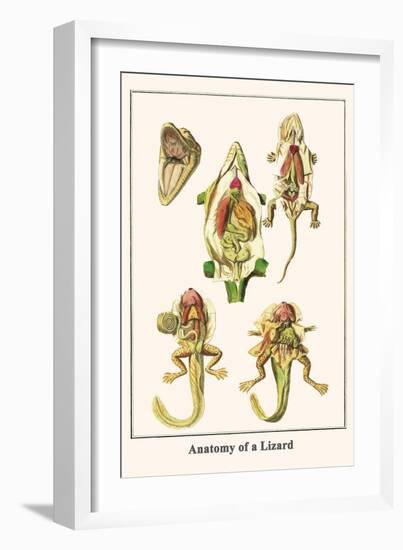 Anatomy of a Lizard-Albertus Seba-Framed Art Print