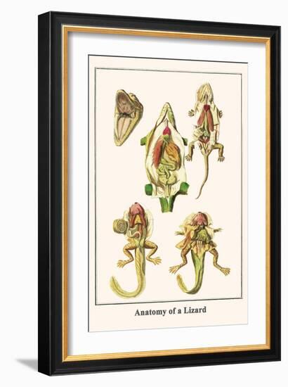 Anatomy of a Lizard-Albertus Seba-Framed Art Print