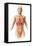 Anatomy of Female Body with Internal Organs Superimposed-null-Framed Stretched Canvas