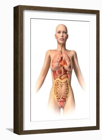 Anatomy of Female Body with Internal Organs Superimposed-null-Framed Art Print