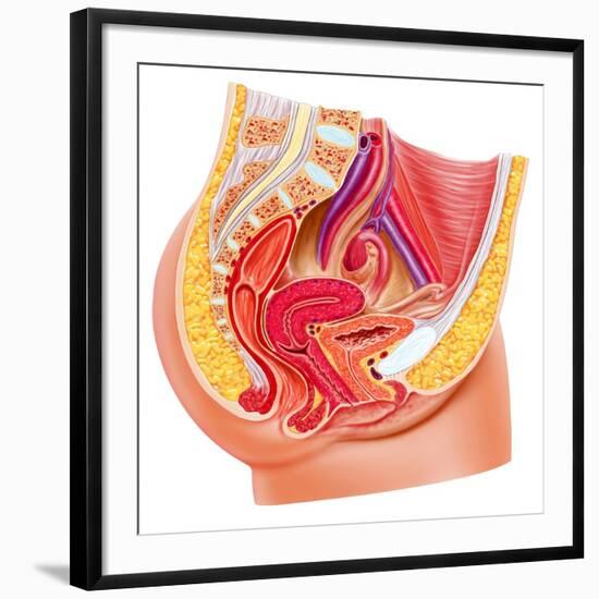 Art Print, , large