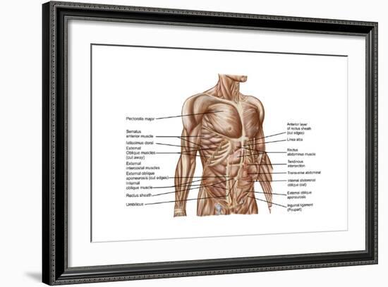 Anatomy of Human Abdominal Muscles-null-Framed Art Print