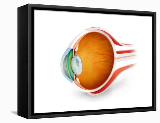 Anatomy of Human Eye, Perspective-null-Framed Stretched Canvas