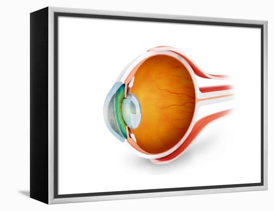 Anatomy of Human Eye, Perspective-null-Framed Stretched Canvas