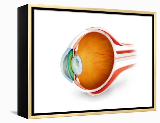 Anatomy of Human Eye, Perspective-null-Framed Stretched Canvas