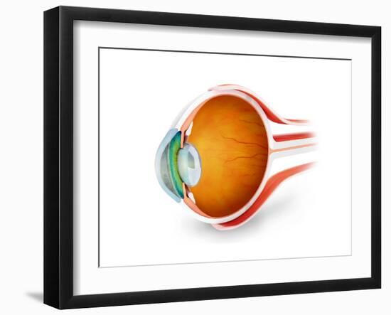 Anatomy of Human Eye, Perspective-null-Framed Art Print