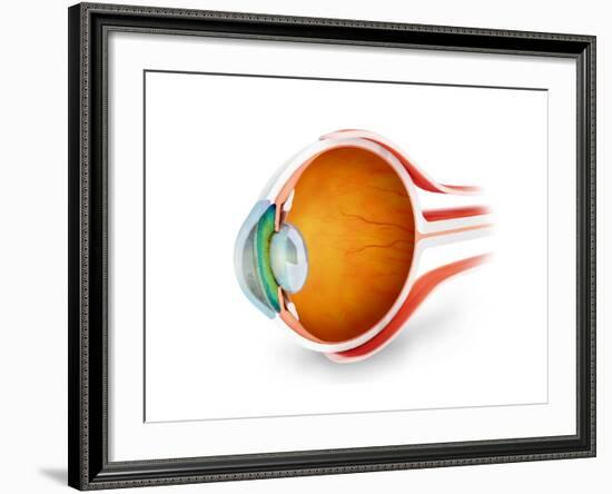 Anatomy of Human Eye, Perspective-null-Framed Art Print