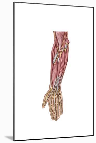 Anatomy of Human Forearm Muscles, Deep Anterior View-null-Mounted Art Print