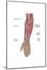 Anatomy of Human Forearm Muscles, Deep Anterior View-null-Mounted Art Print