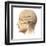 Anatomy of Human Head with Skull and Brain Superimposed-null-Framed Art Print