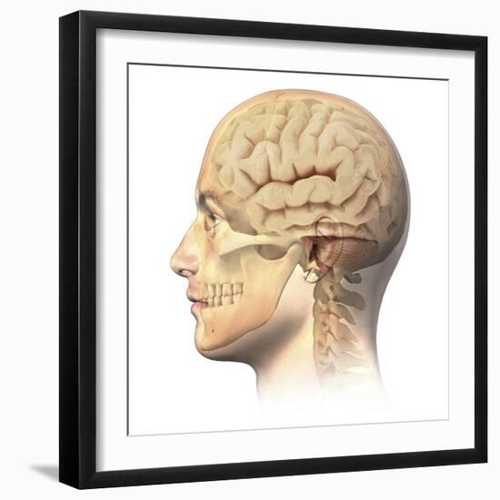 Anatomy of Human Head with Skull and Brain Superimposed-null-Framed Art Print