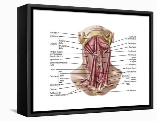Anatomy of Human Hyoid Bone and Muscles, Anterior View-null-Framed Stretched Canvas