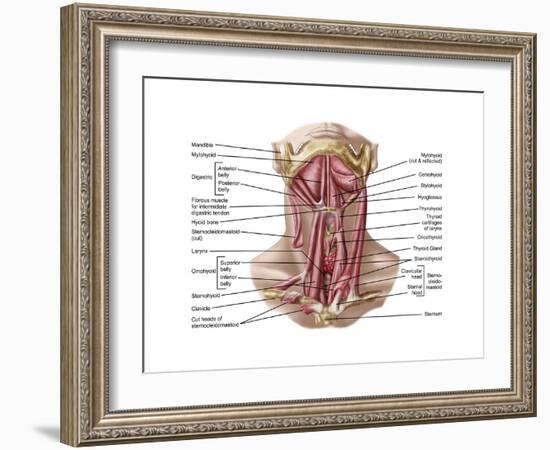 Anatomy of Human Hyoid Bone and Muscles, Anterior View-null-Framed Art Print