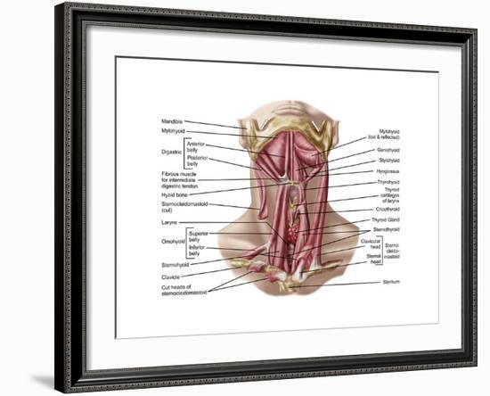 Anatomy of Human Hyoid Bone and Muscles, Anterior View-null-Framed Art Print