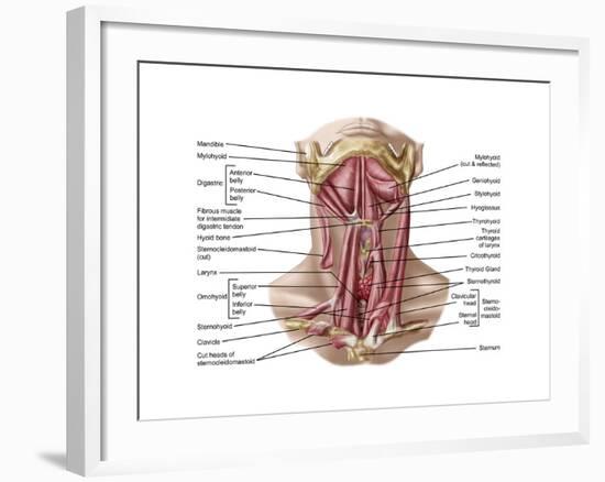 Anatomy of Human Hyoid Bone and Muscles, Anterior View-null-Framed Art Print