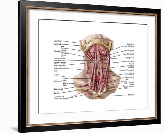 Anatomy of Human Hyoid Bone and Muscles, Anterior View-null-Framed Art Print