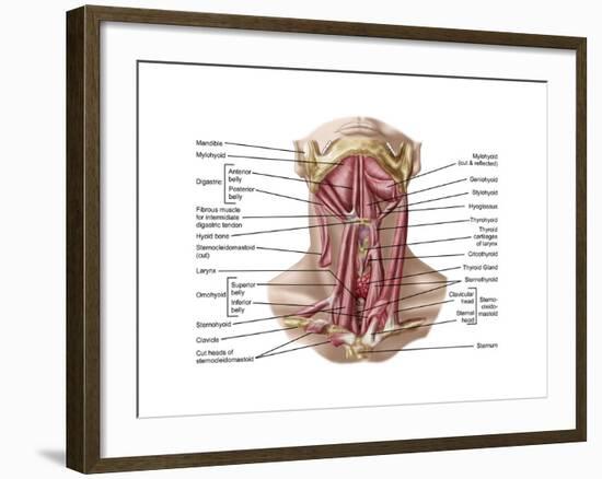 Anatomy of Human Hyoid Bone and Muscles, Anterior View-null-Framed Art Print