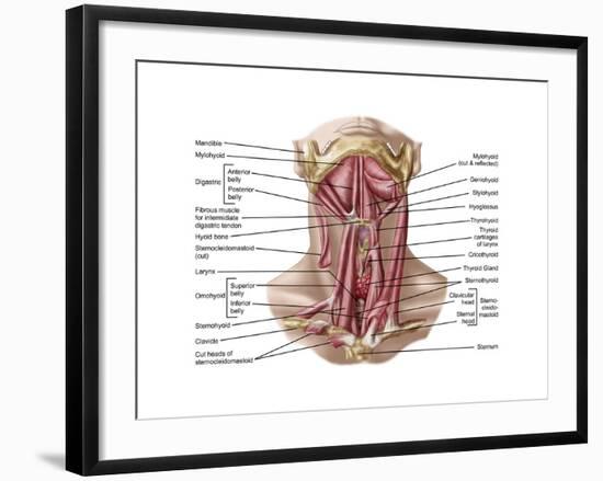 Anatomy of Human Hyoid Bone and Muscles, Anterior View-null-Framed Art Print