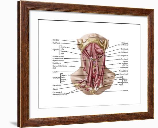 Anatomy of Human Hyoid Bone and Muscles, Anterior View-null-Framed Art Print