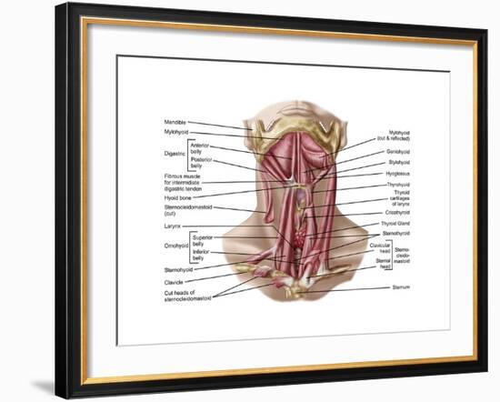 Anatomy of Human Hyoid Bone and Muscles, Anterior View-null-Framed Art Print