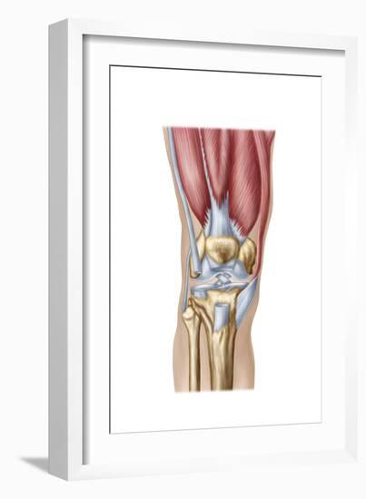 Anatomy of Human Knee Joint-null-Framed Art Print