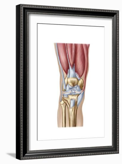 Anatomy of Human Knee Joint-null-Framed Art Print