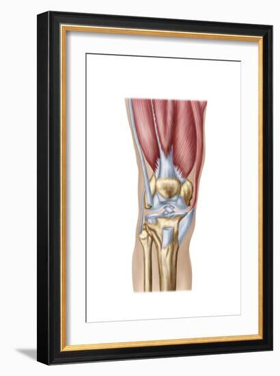 Anatomy of Human Knee Joint-null-Framed Art Print