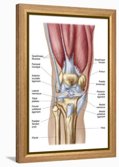 Anatomy of Human Knee Joint-null-Framed Stretched Canvas