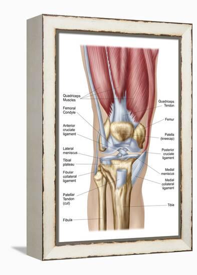 Anatomy of Human Knee Joint-null-Framed Stretched Canvas