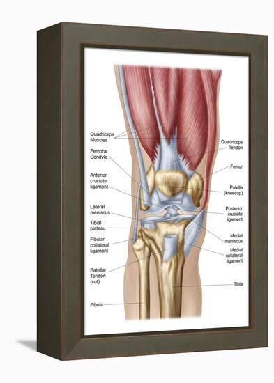 Anatomy of Human Knee Joint-null-Framed Stretched Canvas