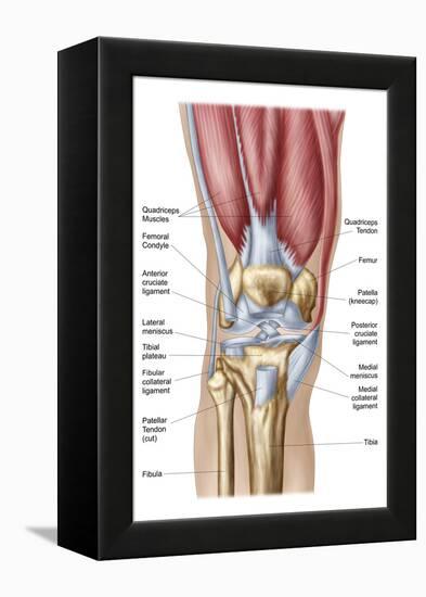 Anatomy of Human Knee Joint-null-Framed Stretched Canvas