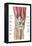 Anatomy of Human Knee Joint-null-Framed Stretched Canvas