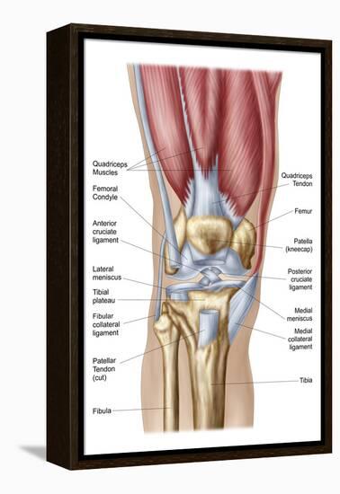 Anatomy of Human Knee Joint-null-Framed Stretched Canvas