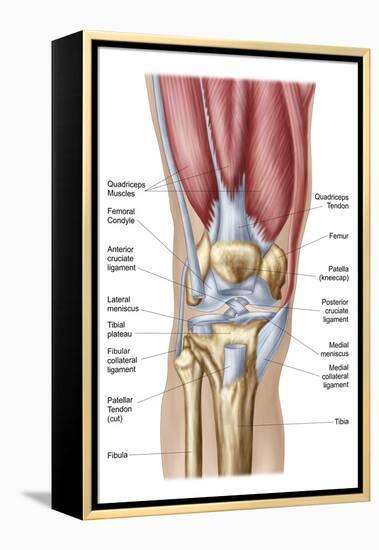 Anatomy of Human Knee Joint-null-Framed Stretched Canvas