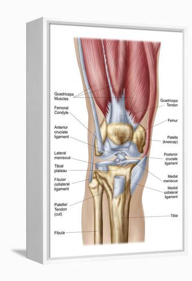 Anatomy of Human Knee Joint-null-Framed Stretched Canvas