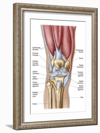 Anatomy of Human Knee Joint-null-Framed Premium Giclee Print