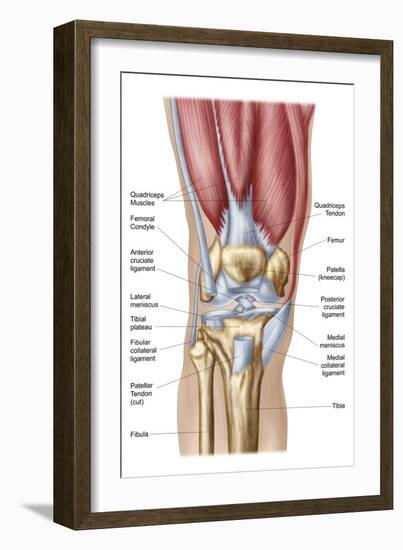 Anatomy of Human Knee Joint-null-Framed Premium Giclee Print