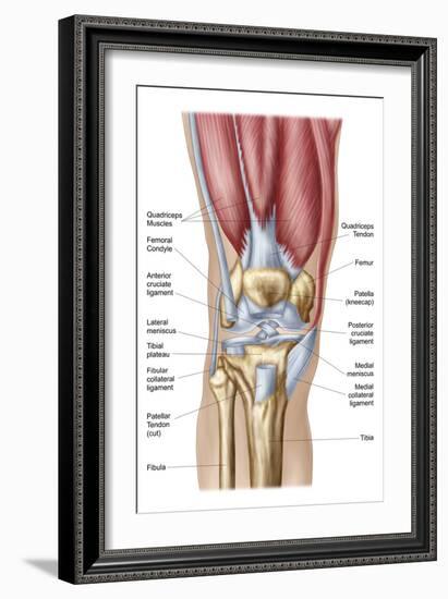 Anatomy of Human Knee Joint-null-Framed Premium Giclee Print