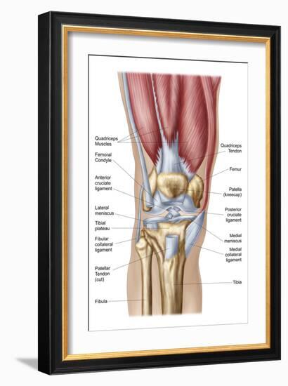 Anatomy of Human Knee Joint-null-Framed Premium Giclee Print