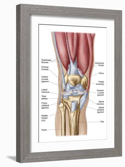 Anatomy of Human Knee Joint-null-Framed Art Print