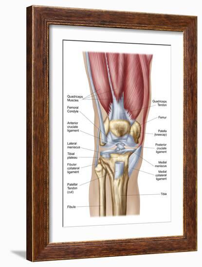 Anatomy of Human Knee Joint-null-Framed Art Print