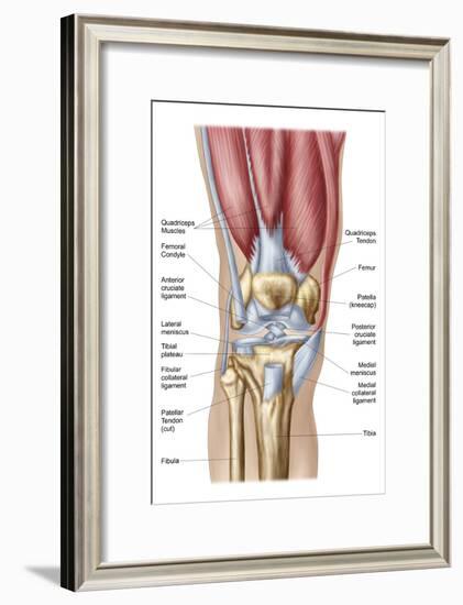 Anatomy of Human Knee Joint-null-Framed Art Print