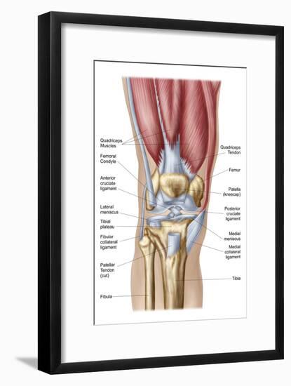 Anatomy of Human Knee Joint-null-Framed Art Print