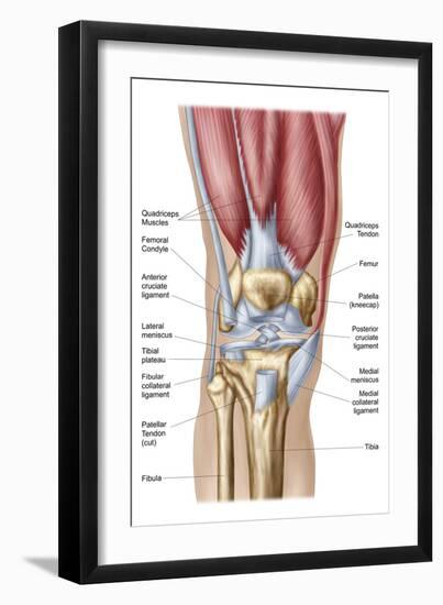 Anatomy of Human Knee Joint-null-Framed Art Print