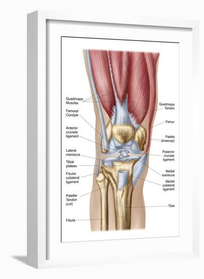 Anatomy of Human Knee Joint-null-Framed Art Print