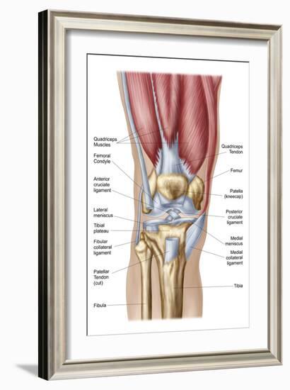 Anatomy of Human Knee Joint-null-Framed Art Print