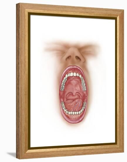 Anatomy of Human Mouth Cavity-null-Framed Stretched Canvas