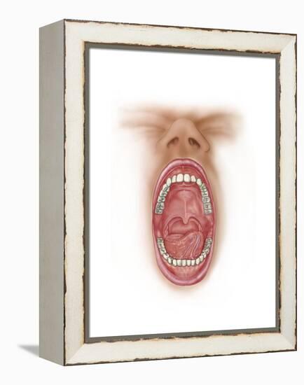 Anatomy of Human Mouth Cavity-null-Framed Stretched Canvas