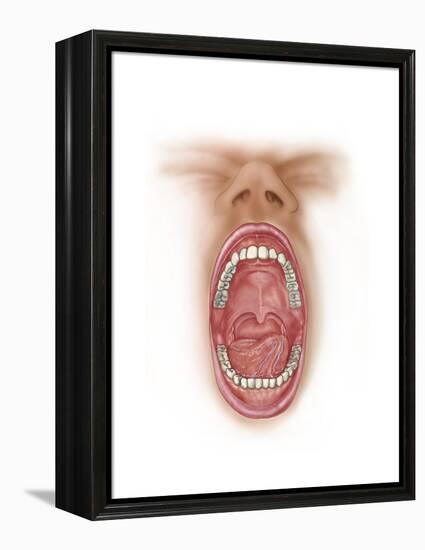 Anatomy of Human Mouth Cavity-null-Framed Stretched Canvas