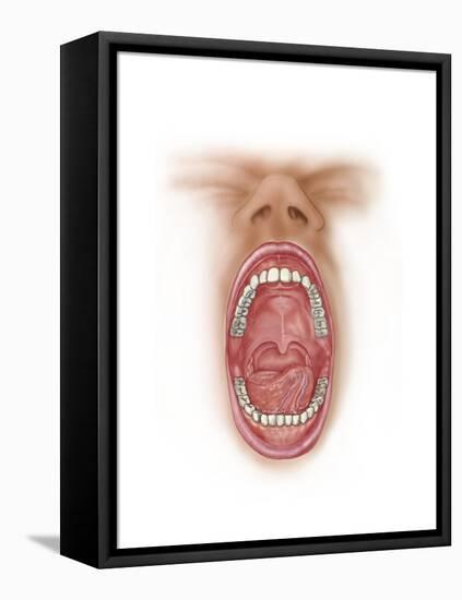 Anatomy of Human Mouth Cavity-null-Framed Stretched Canvas